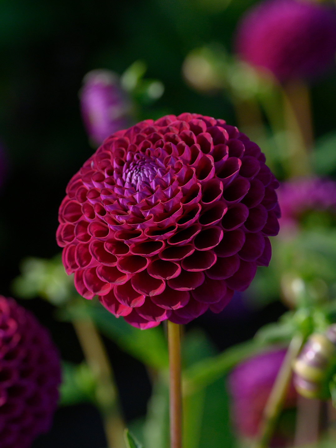 Dahlia Downham Royal