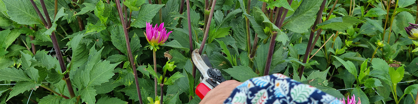 6 tips om dahlia's te snoeien voor een mooiere en weelderigere bloei