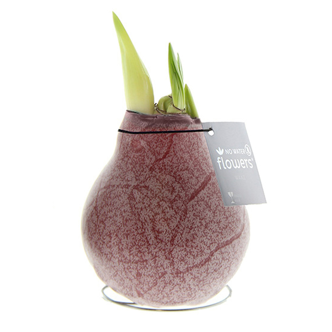 Wax Amaryllis Marble Bordeaux Wax Amaryllis Marble Bordeaux