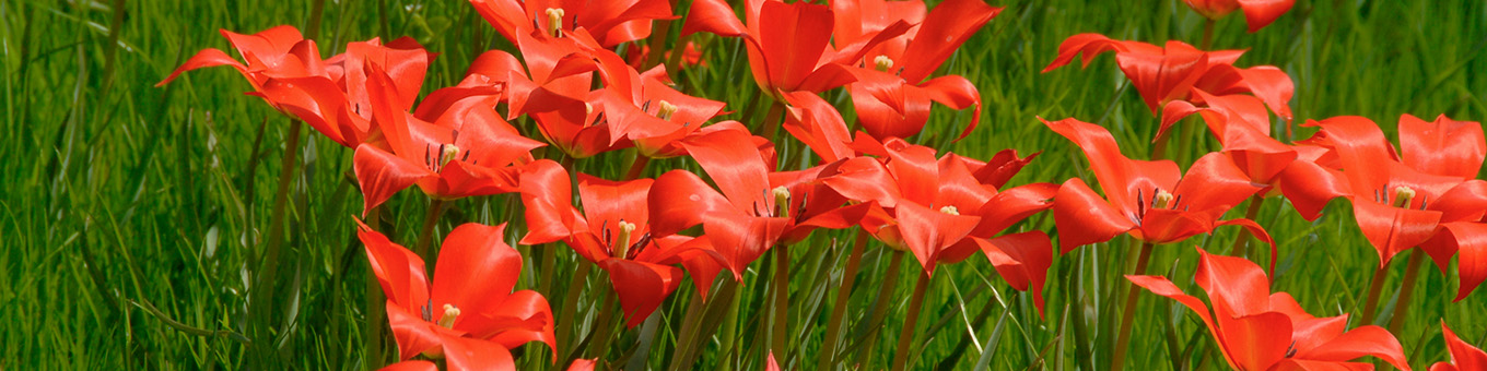 Botanische tulp: Bloembol van het jaar 2022