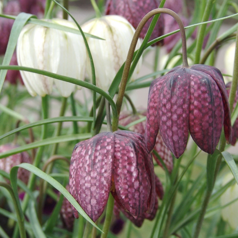 Fritillaria meleagris gemengd