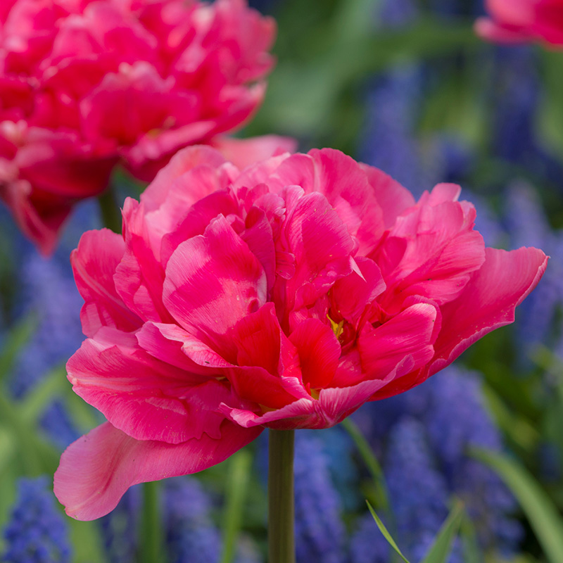 Tulp Margarita