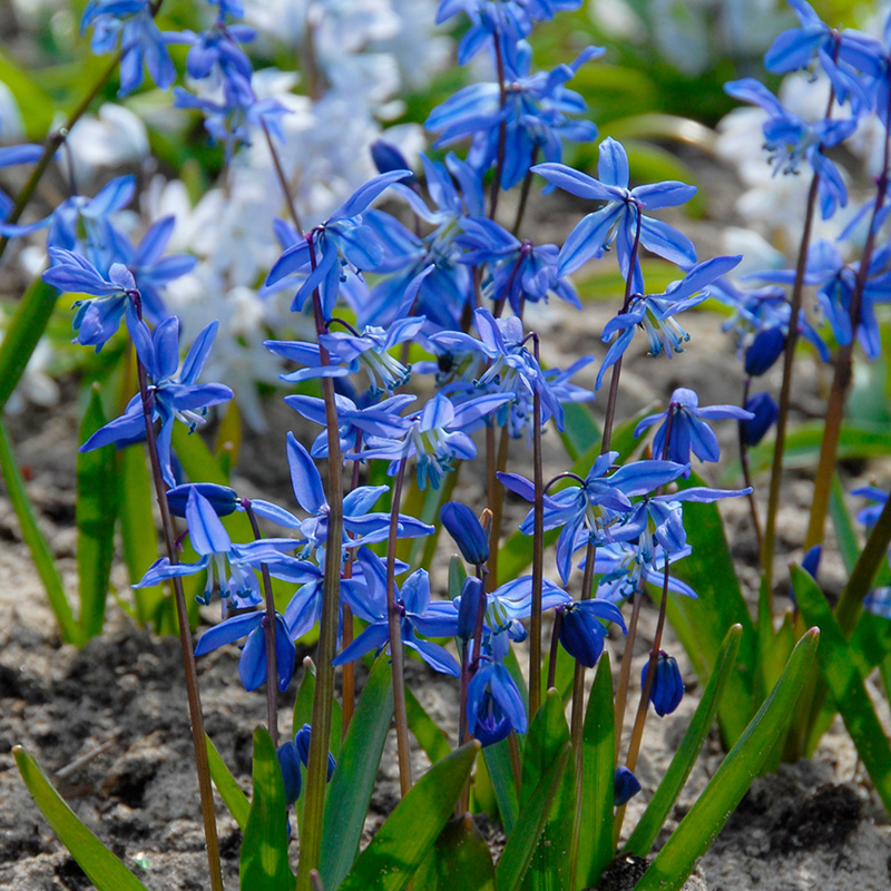 Grootverpakking Scilla siberica 