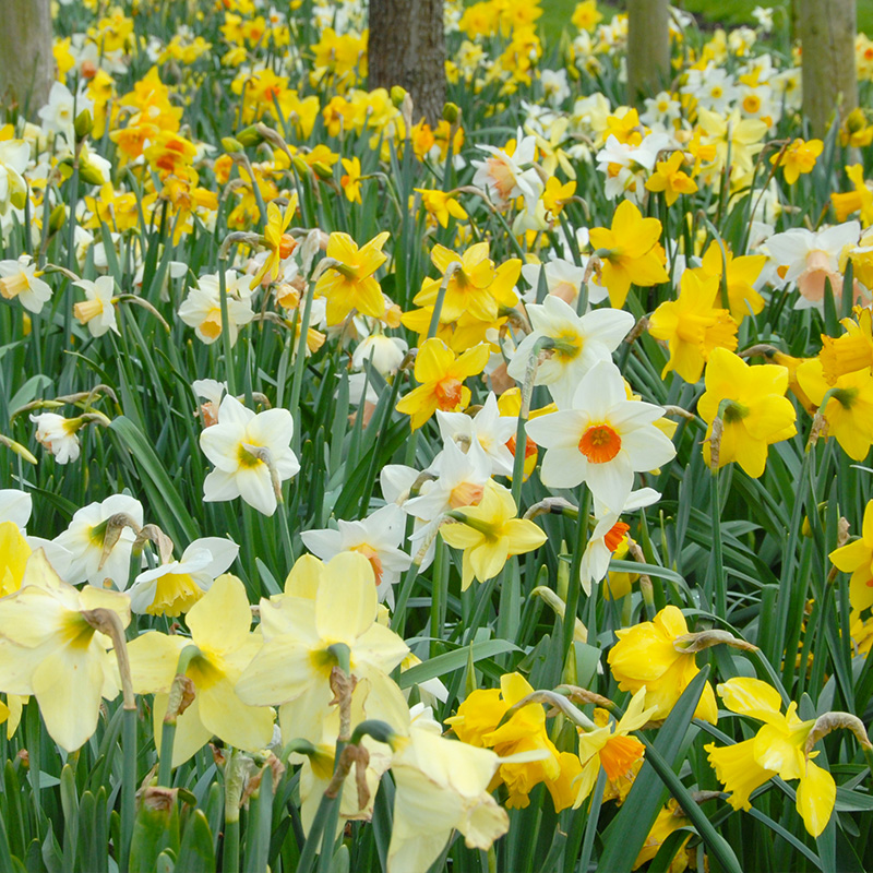 Bloembollenpakket Narcissen "Grower's Pride"