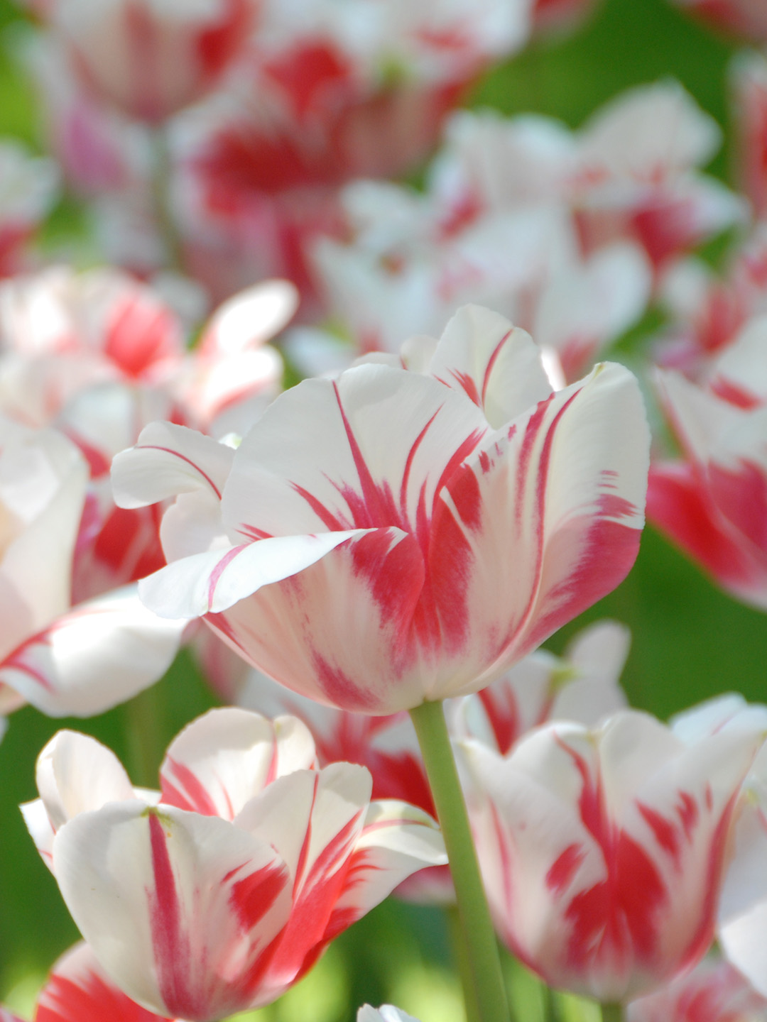 Tulp Sorbet