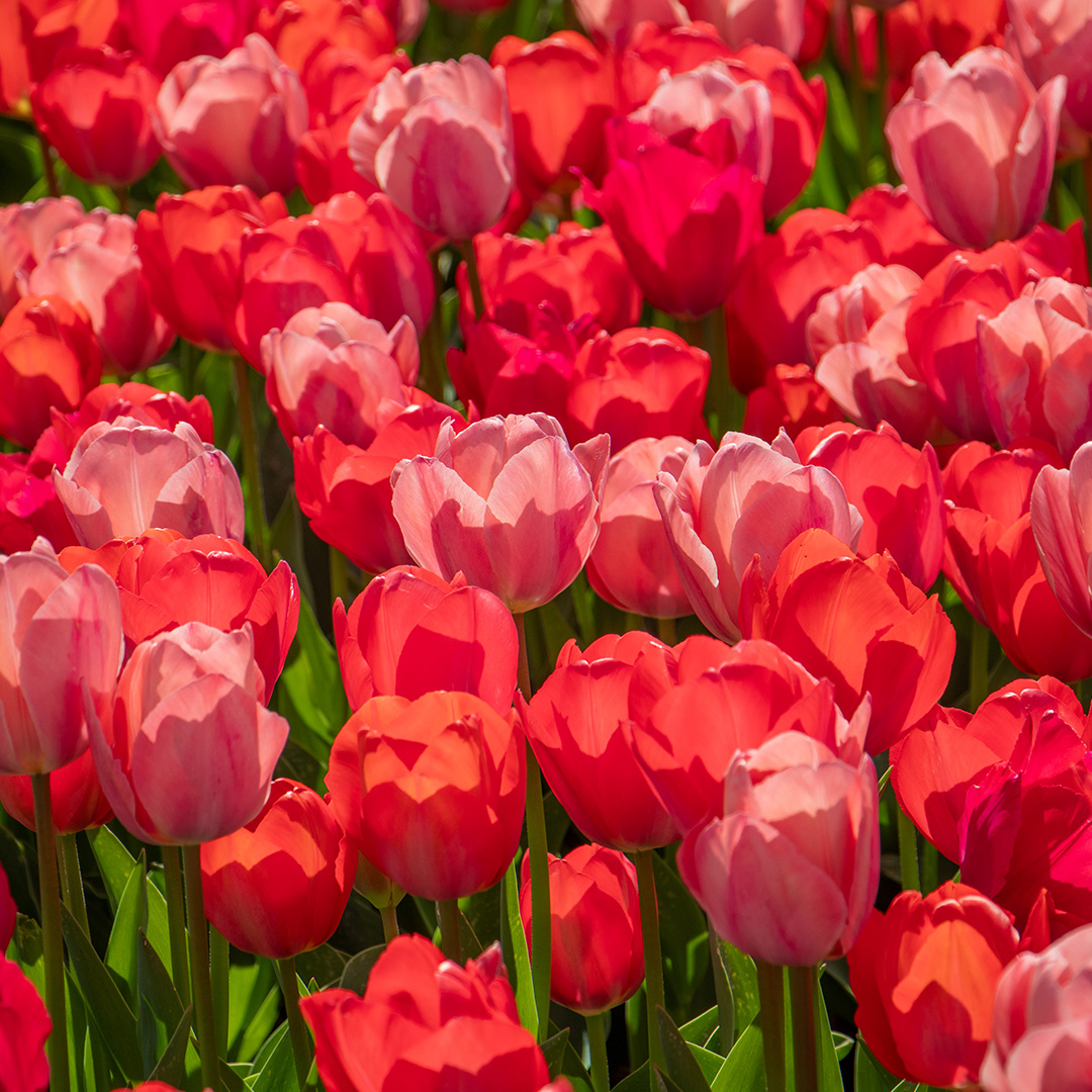 Tulpenmix "Van Eijk"
