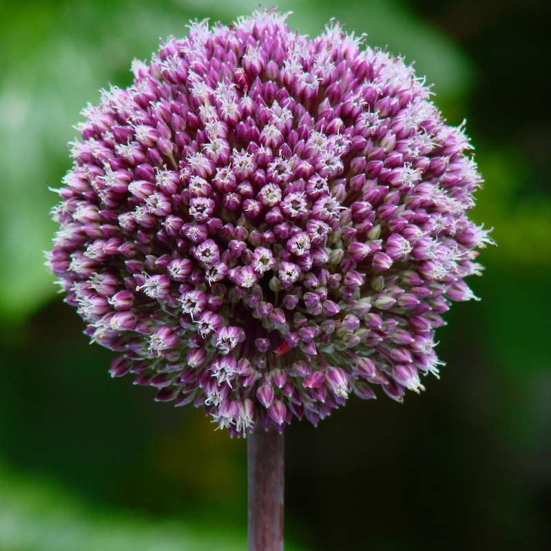 Allium Summer Drummer