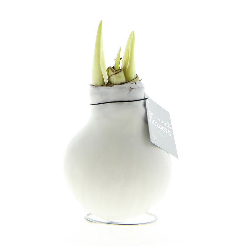 9009795-Wax-Amaryllis-Wit Wax Amaryllis Wit