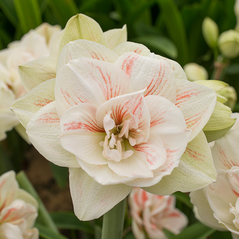 Amaryllis Nymph