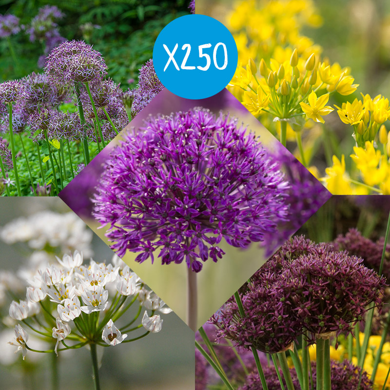 Bloembollenpakket Alliums