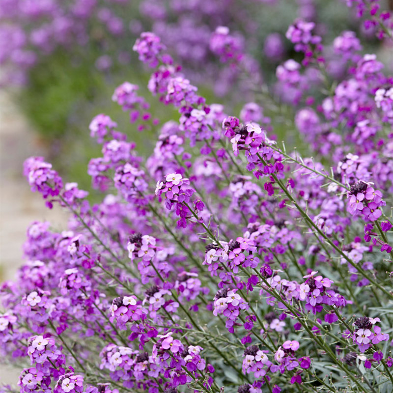 61001605-Erysimum-Bowles-Mauve
