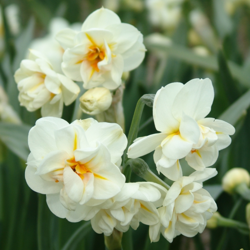 Narcis Sir Winston Churchill