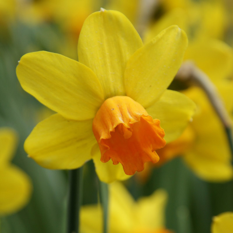 Narcissus Jetfire