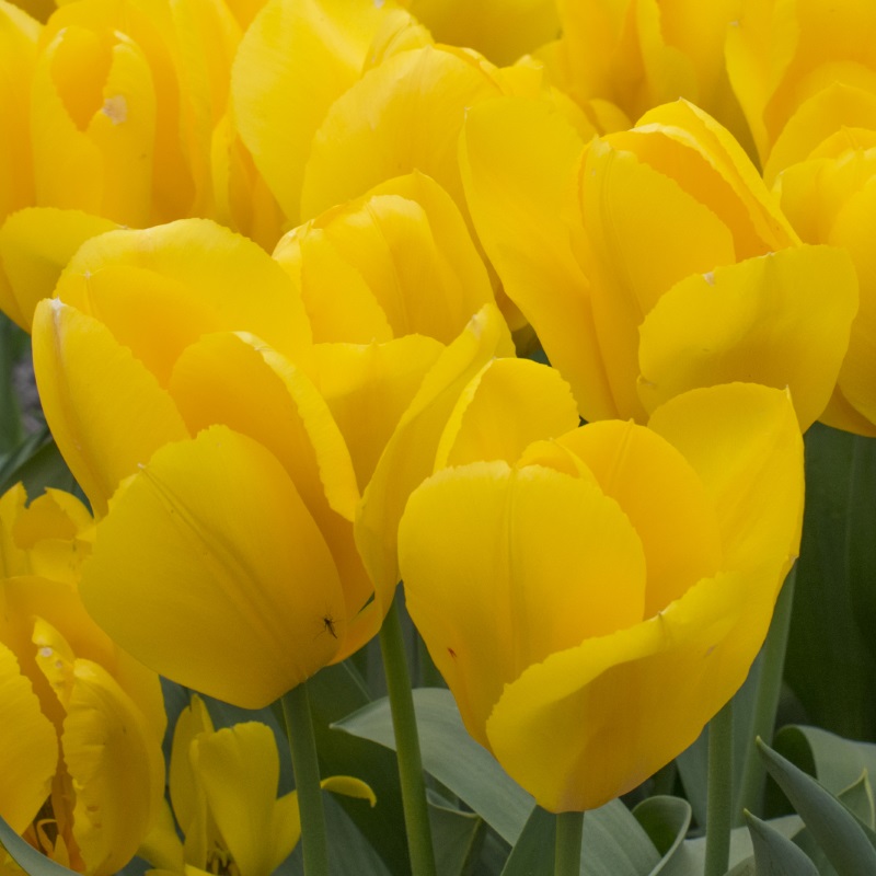 Tulp Golden Purissima