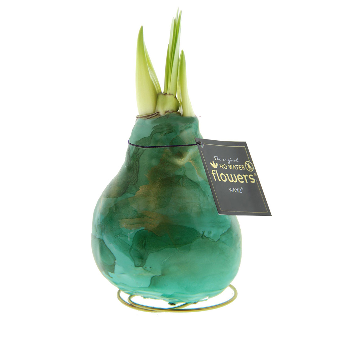 Wax Amaryllis Univerz Groen Wax Amaryllis Univerz Groen