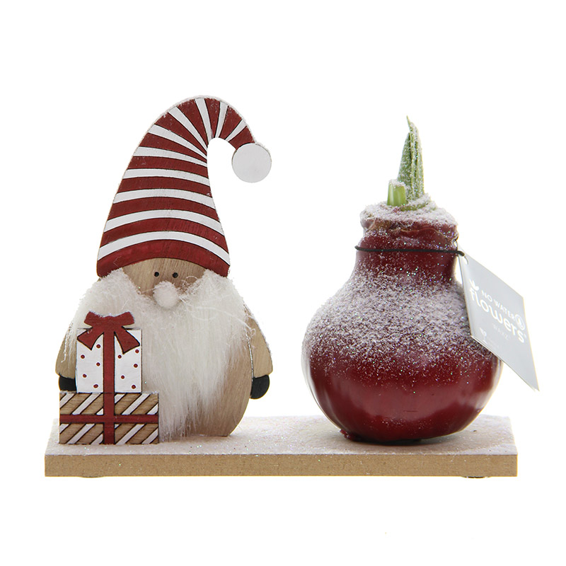 9000057-Wax-Amaryllis-Snow-Wonderland-Gnome Wax Amaryllis Snow Wonderland Gnome