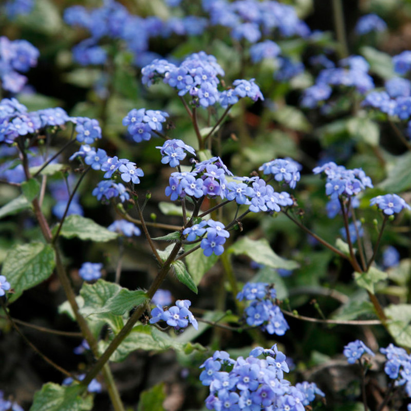 61001550-Brunnera-Jack-Frost Brunnera macr. 'Jack Frost'