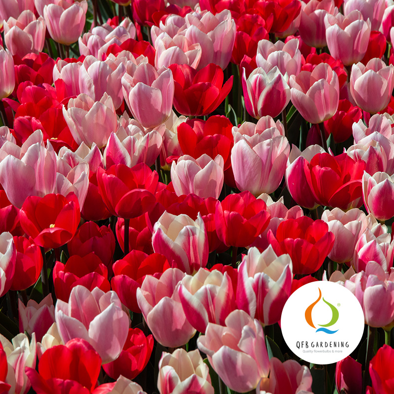 1225-Morning-Delight-logo