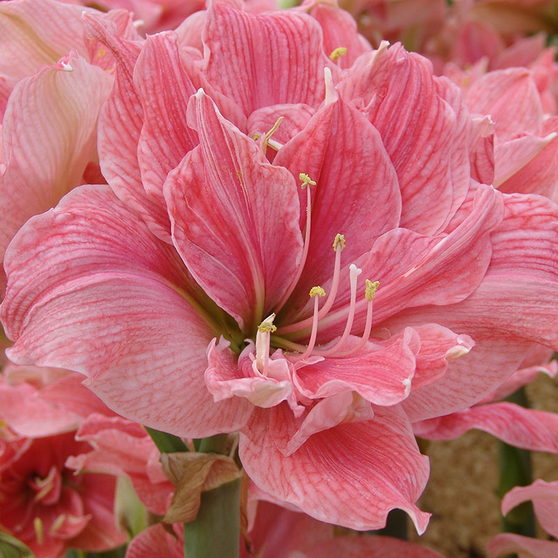 sweet-nymph-amaryllis-dubbel