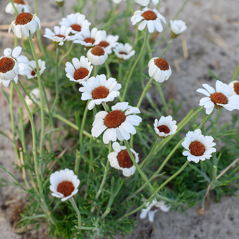 Rhodanthemum 'Casablanca'