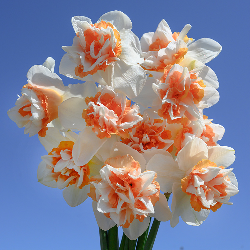 Narcis Extravaganza