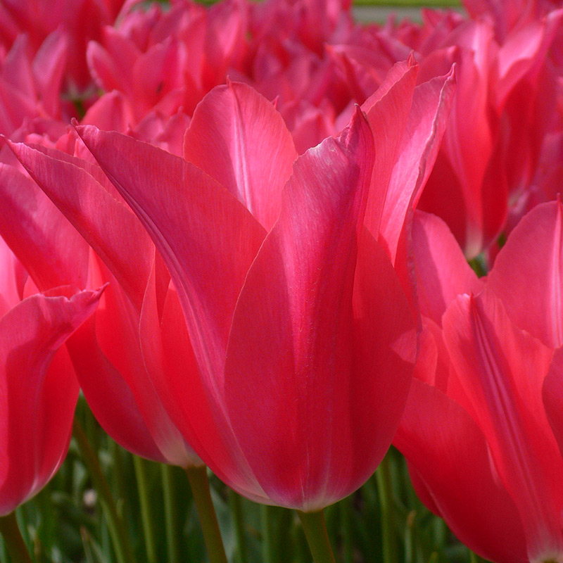 Tulp Mariette