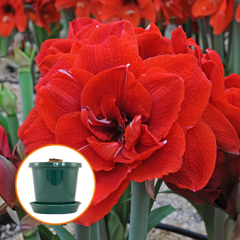 Amaryllis Cherry Nymph op pot in geschenkdoos