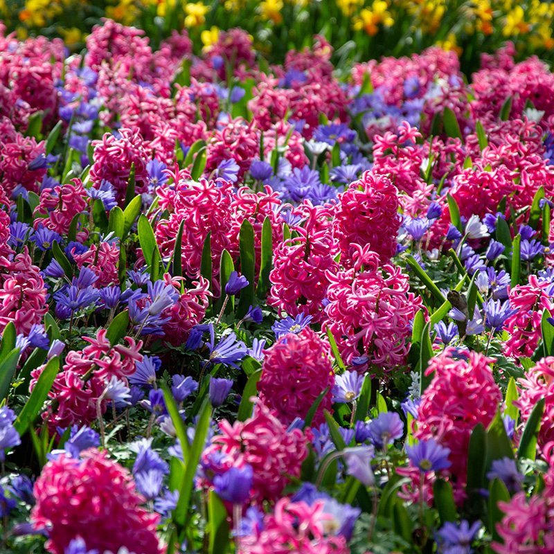 Bloembollenpakket "Pink Sky"