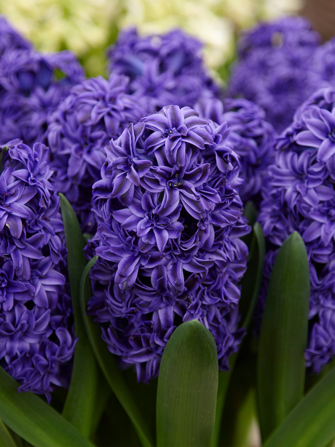 Hyacinth Royal Navy 