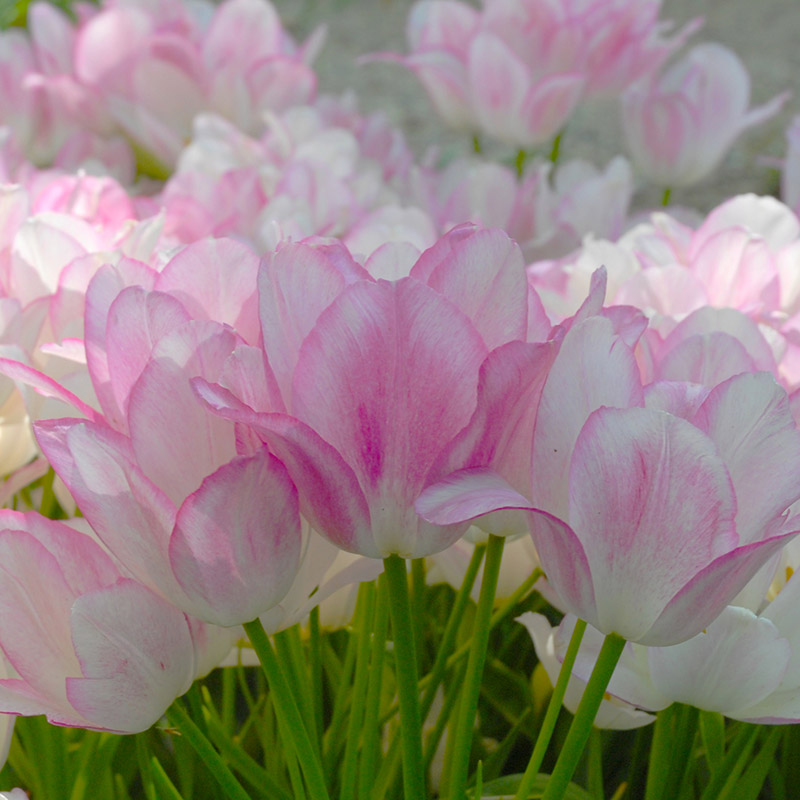 Tulipa Candy Club® 