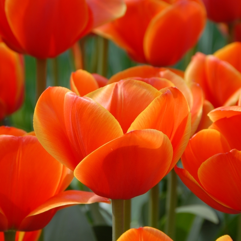Tulp Ad Rem