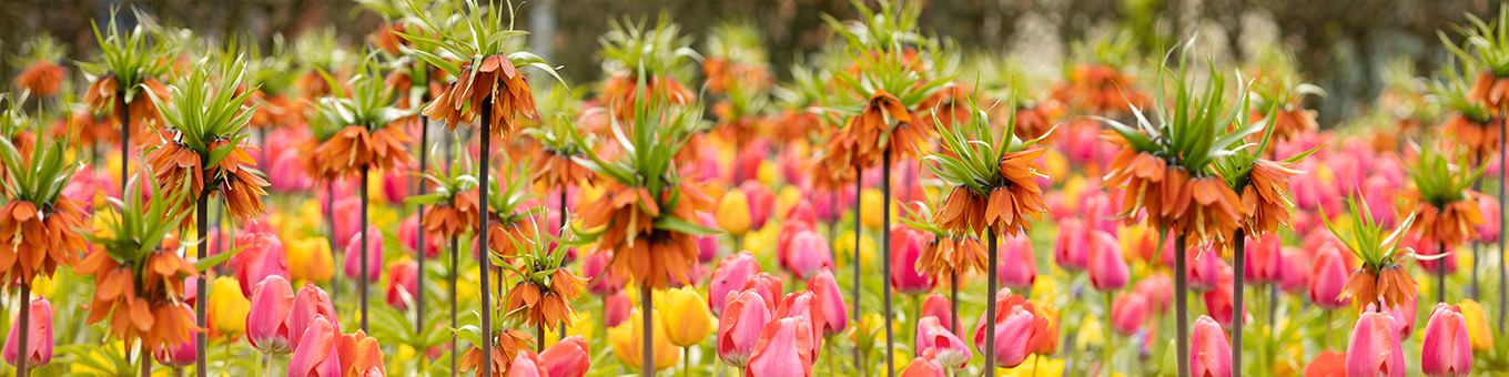 Tulpen en Keizerskronen: Een betoverende combinatie voor spectaculaire borders