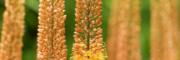 Eremurus-menu