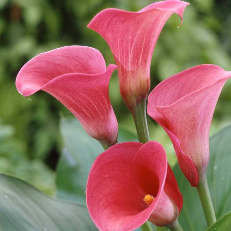 Zantedeschia Captain Romance®