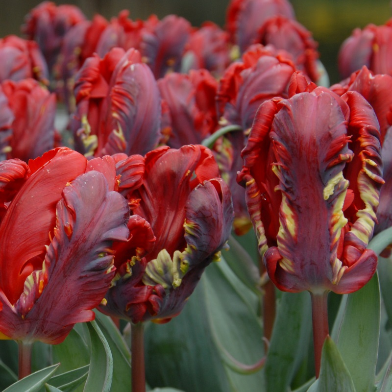 Tulp Rococo