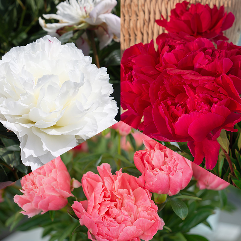 Pioenroos pakket Romantic Garden