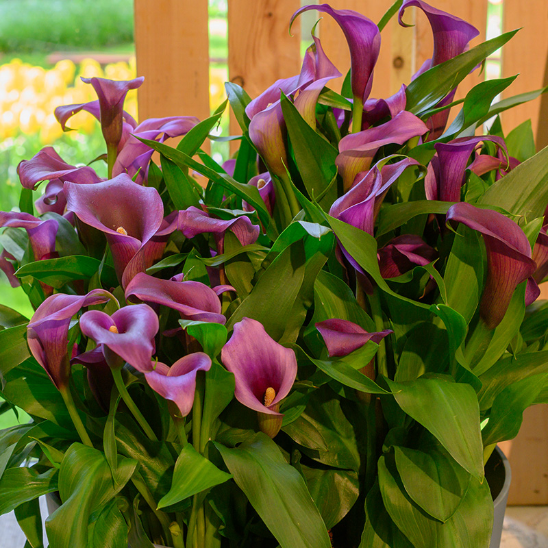 Zantedeschia Paco®