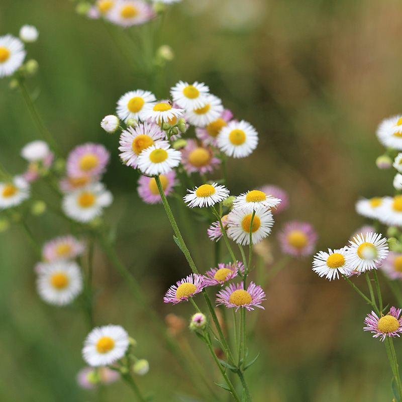 Erigeron karvinskianus