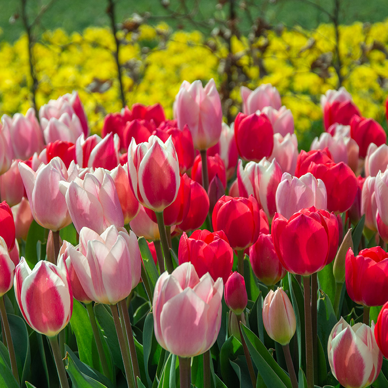 1225-Morning-Delight-02