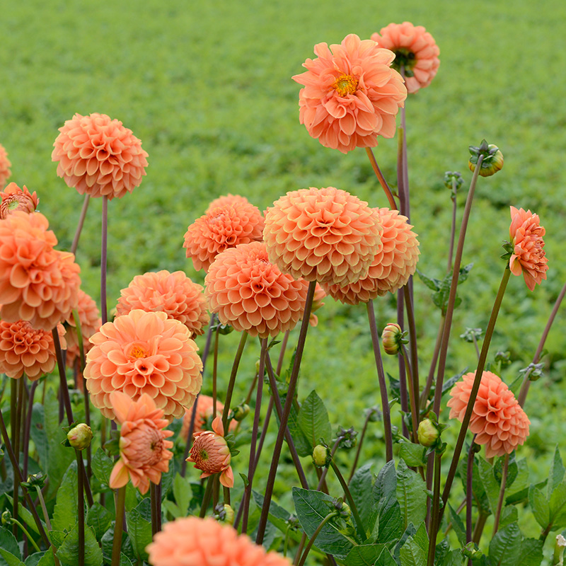 10646-Dahlia-Sylvia-03