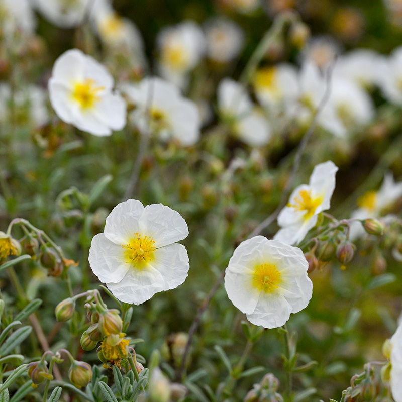 Helianthemum 'The Bride'