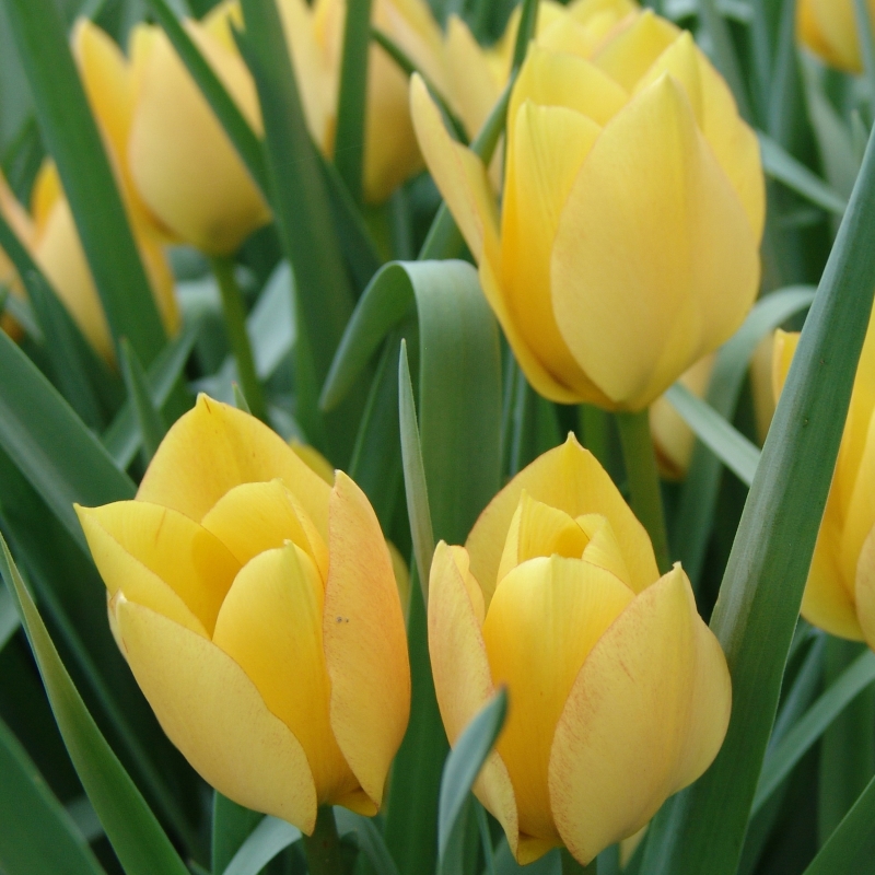 Tulp batalinii Bright Gem