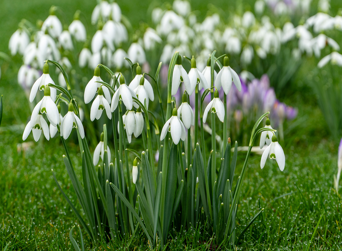 Galanthus: Bloembol van het Jaar 2025