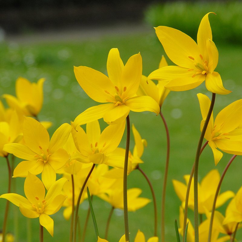 Tulp sylvestris