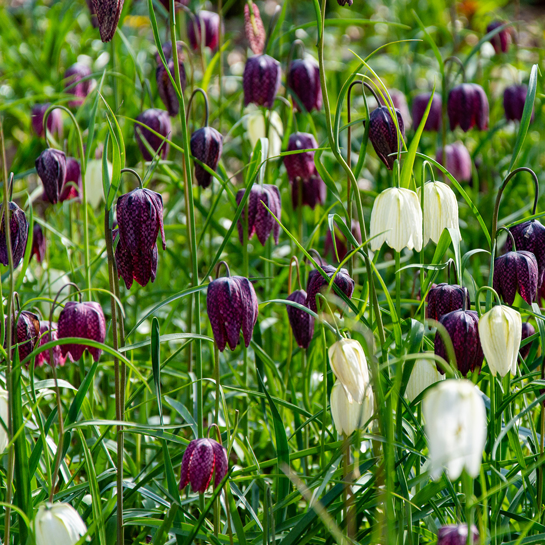 Fritillaria meleagris gemengd