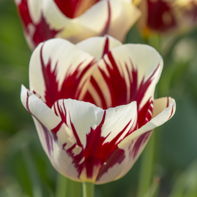 Tulp Grand Perfection