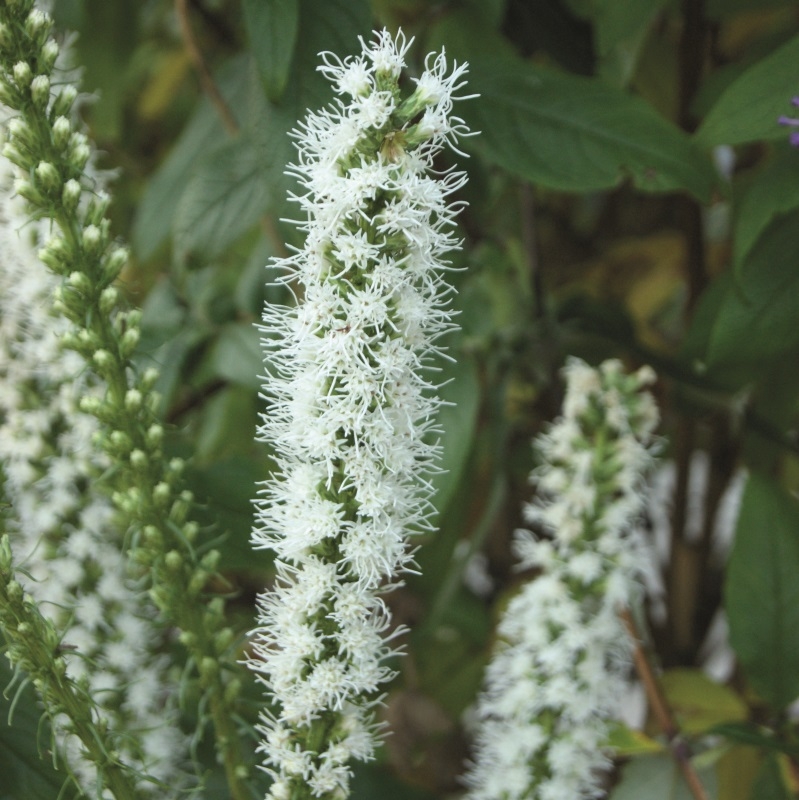 Liatris spicata Floristan Weiss