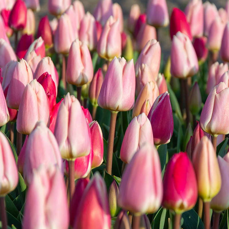 1225-Morning-Delight-03