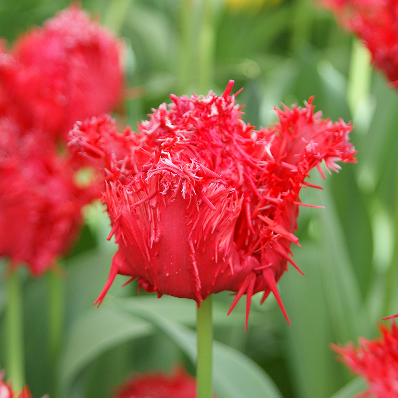 Tulp Fringed Barbados