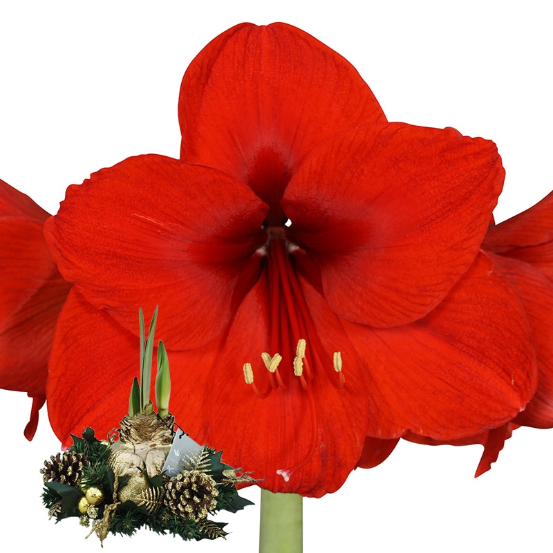 Wax Amaryllis Kerstkrans Goud